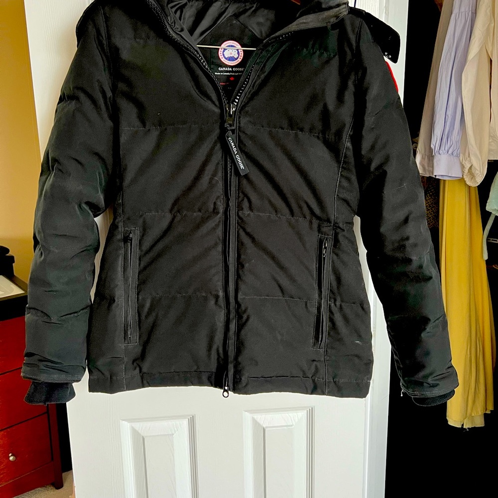 Small Canada Goose